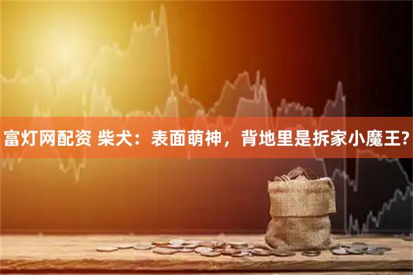 富灯网配资 柴犬：表面萌神，背地里是拆家小魔王?